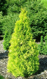    ' ' Thuja occidentalis ' Golden Smaragd' 